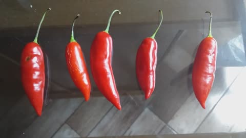 Wildpepper