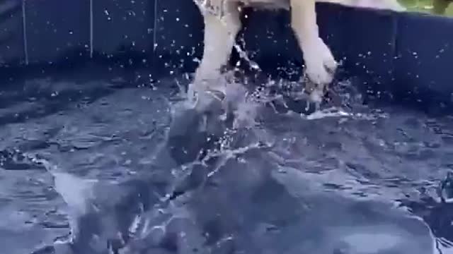 dog: no, i`m drunk