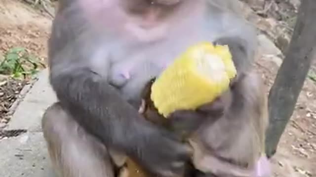 Cute Monkey China & Funny Love monkey| Animals Love