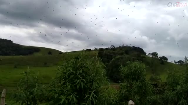 Spider Makes Huge Web In Brazil