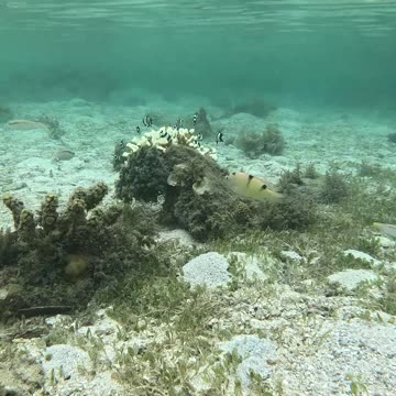 Snorkeling Adventures Philippines, Beautiful tropical fish and around a lone coral!!