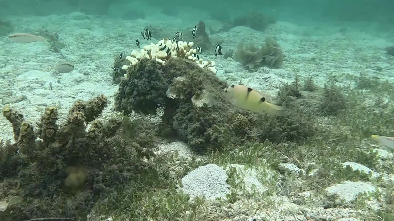 Snorkeling Adventures Philippines, Beautiful tropical fish and around a lone coral!!