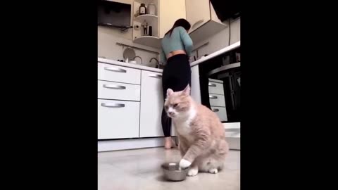 Funny Animal compilation