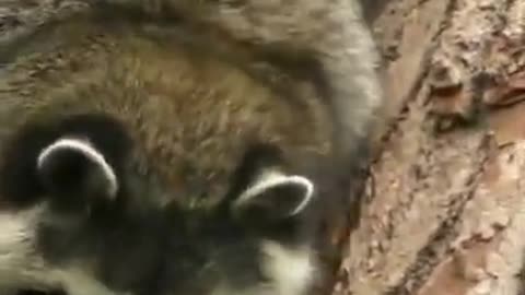 wildlife_videos_HDR_animals