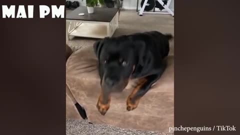 Ultra Funny Dog Videos