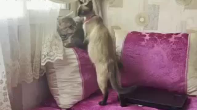 Cat beautiful cat