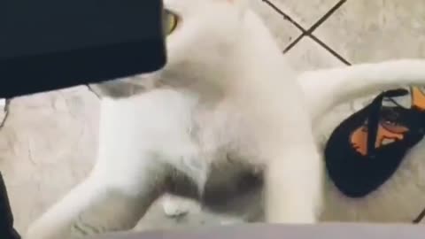 Minha humana