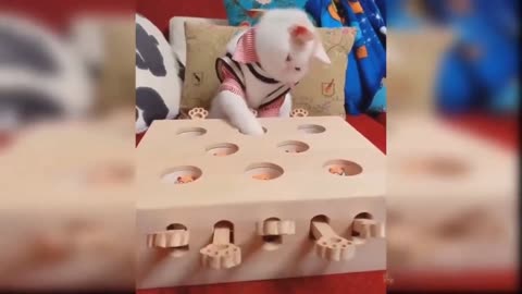 Baby Cat Funny animals