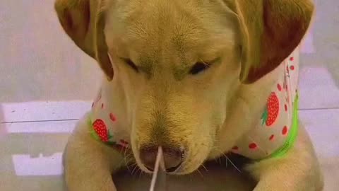 #Funny dog# Smart dog # pets# viral