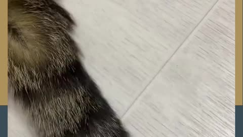 Cute Fat Cat