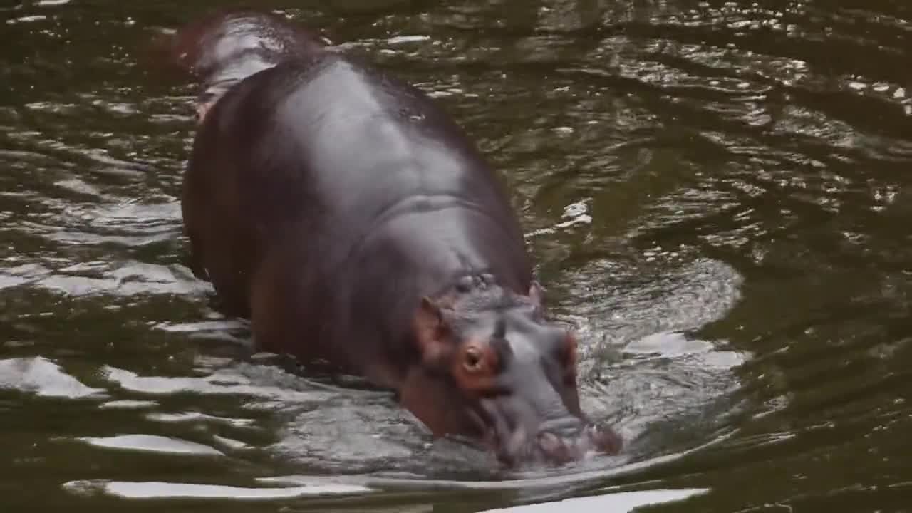 A hippopotamus