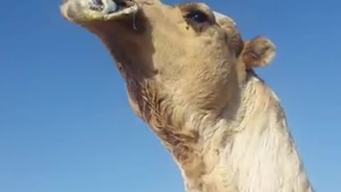 Watch what this camel is doing!!!