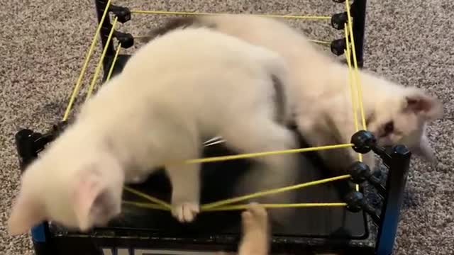 Funny cat wrestling😂