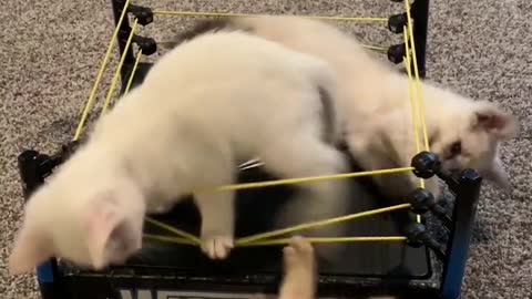Funny cat wrestling😂