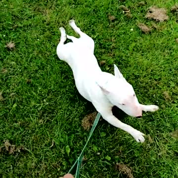 Agotado bull terrier se niega a seguir caminando