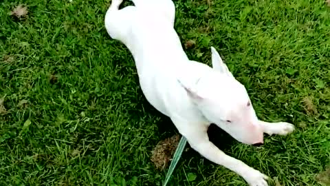 Agotado bull terrier se niega a seguir caminando