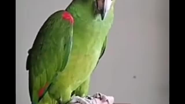 parrot Telking - Smart And Funny parrots