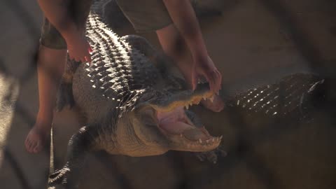 Close Up, Wrestling an Alligator, Slow Motion Wrangling