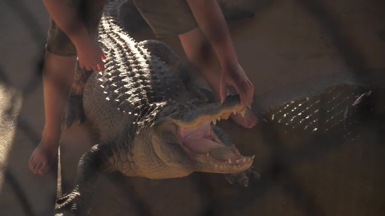 Close Up, Wrestling an Alligator, Slow Motion Wrangling