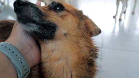 male hand petting caged stray dog in pet shelter. People, Animals