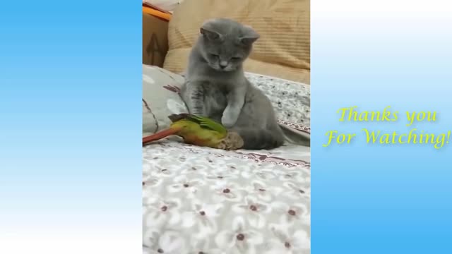 Cat is Observing Bird