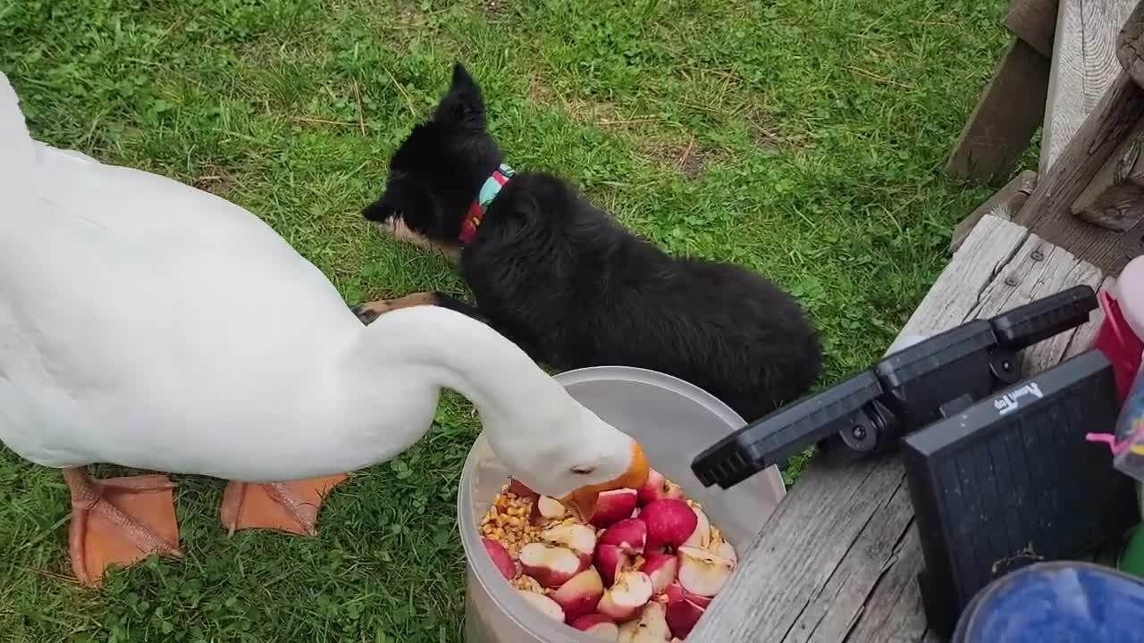 Swan puppy dining