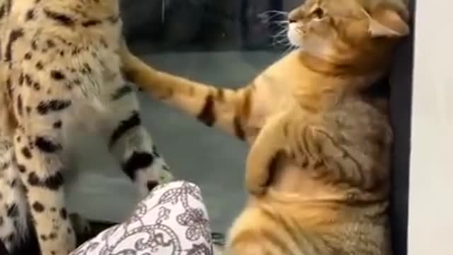 Cat...Cat cute funny video trening video funny ..cat
