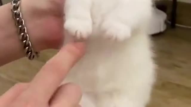 top funny cats videos