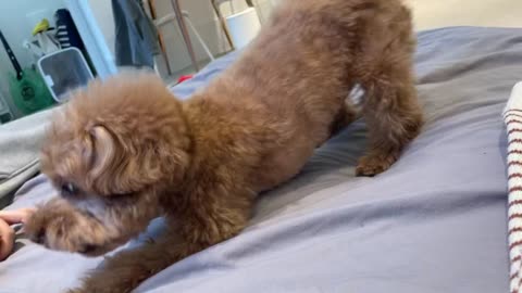 Annoying cute poodle puppy wanting to play