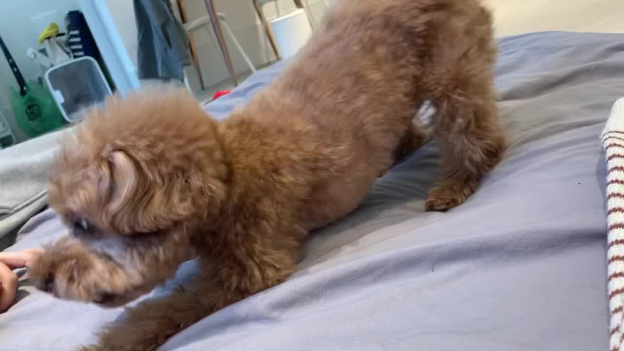 Annoying cute poodle puppy wanting to play