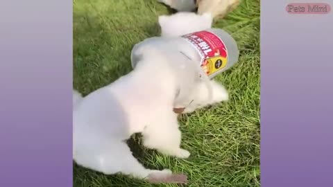 Funny and Cute Dog Pomeranian 😍🐶_ Funny Puppy Videos