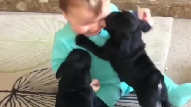 Little baby has fun with two little black dogs