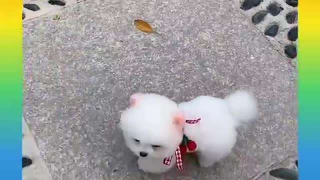 Cute And funny Dog complination video