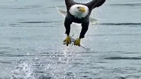 Discovery Animals