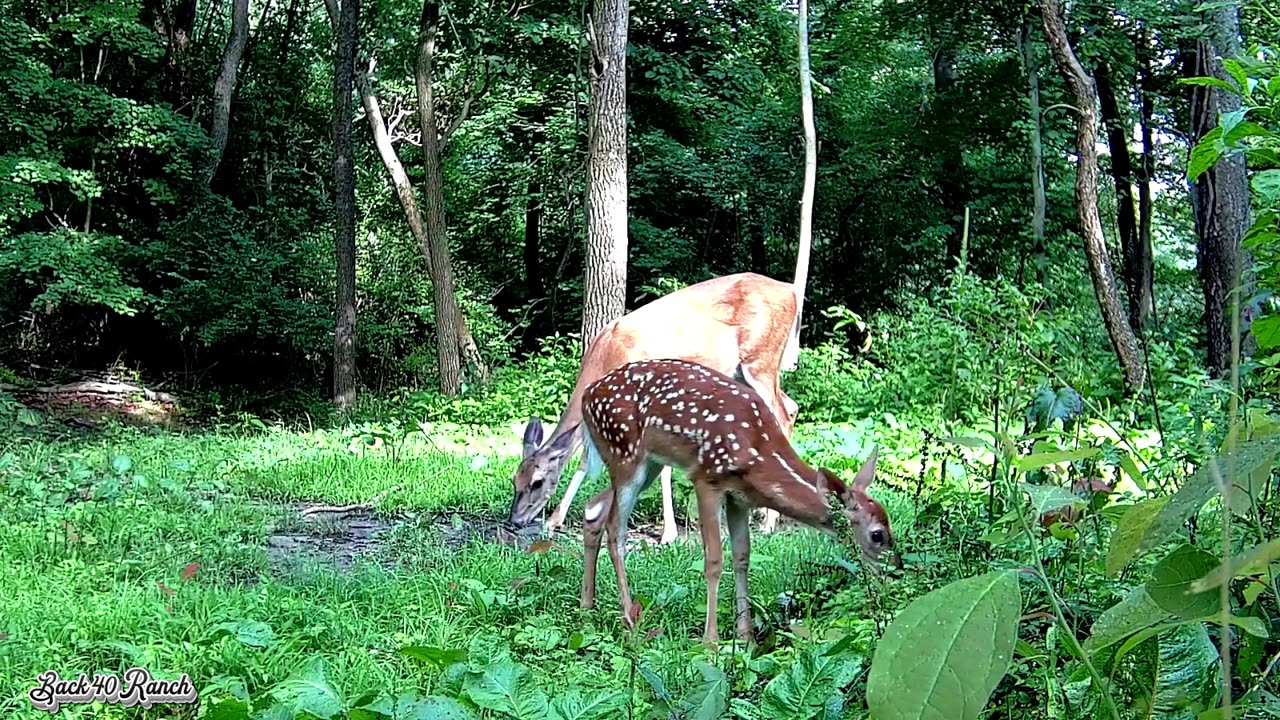 A close up look at a Fawn browsing