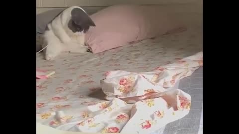 💗Funny and Cute Dog and Cat 💗