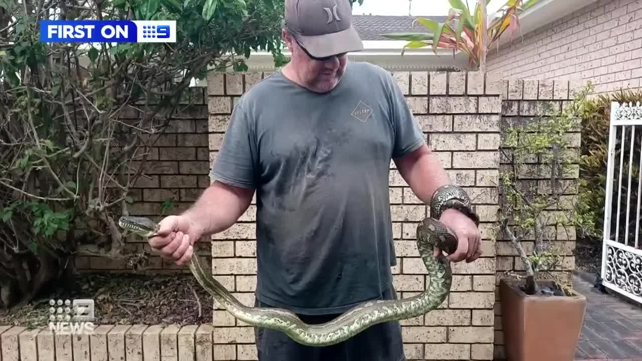 Grandfather saves young boy from python attack | 9 News Australia