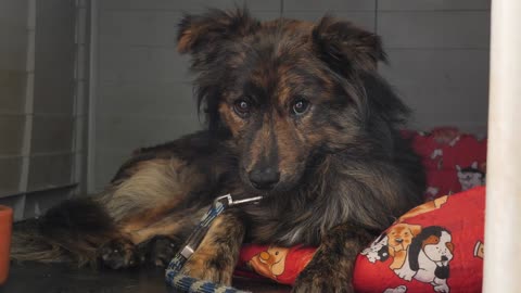 Dog in a kennel