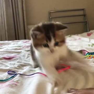 cute little cat sitting on the bed makes you laugh!