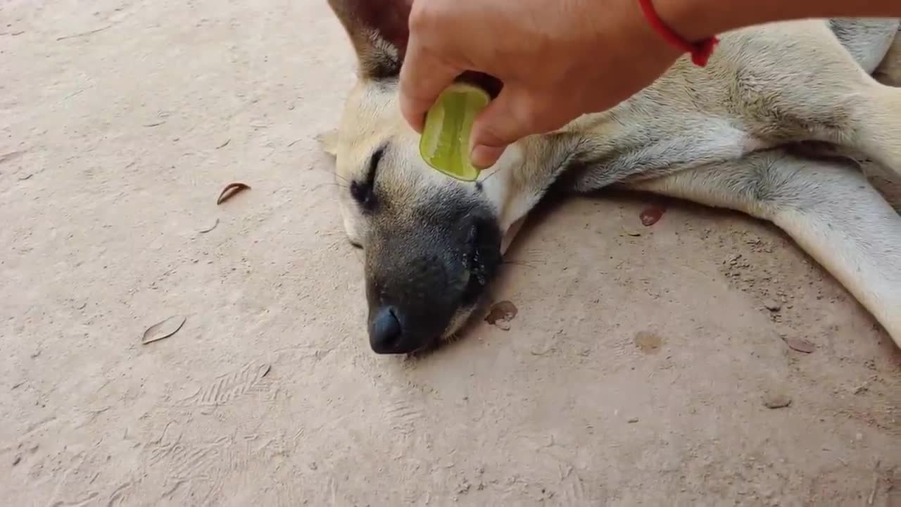 Wow Amazing!! Lemon Prank Dog So Funny