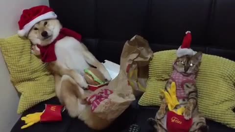 Festive dog and cat show off their holiday spirit