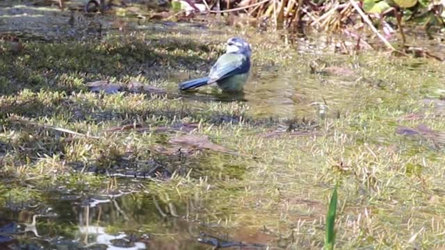 bird video3073