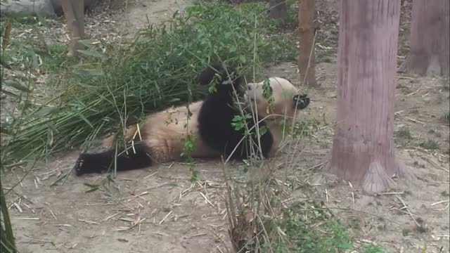 Very cute Panda Bear eats and relaxes