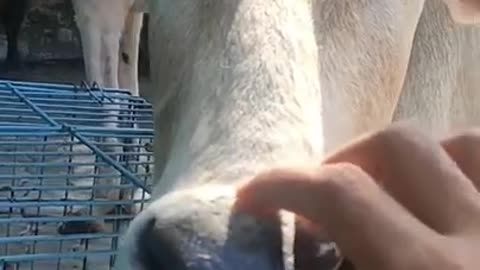 This rescued cow loves the attention | cow rescue #shorts