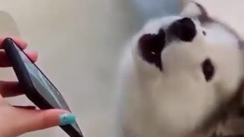 Awooo