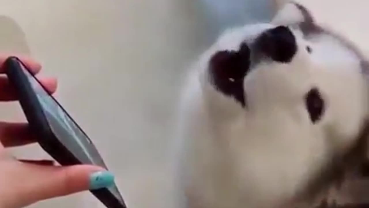 Awooo