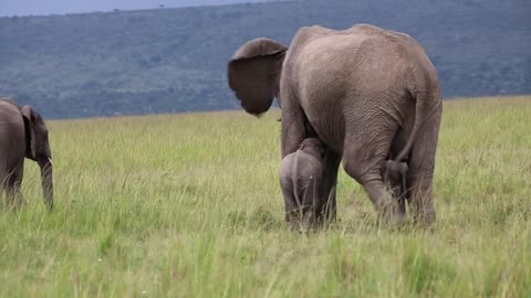 Breast feeding Elephant