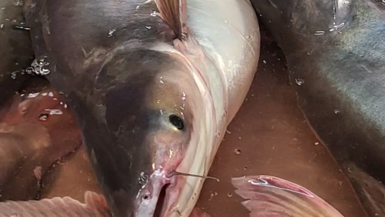 Big Pangas Fish Nice Video In Market Bangladesh#shorts