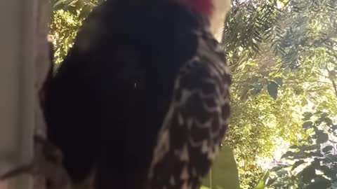 BRAZILIAN WOODPECKER