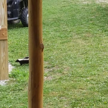 Skunk Visit